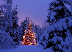 Christmas Tree Adventure: Cut Down Your Tree Nov 26th